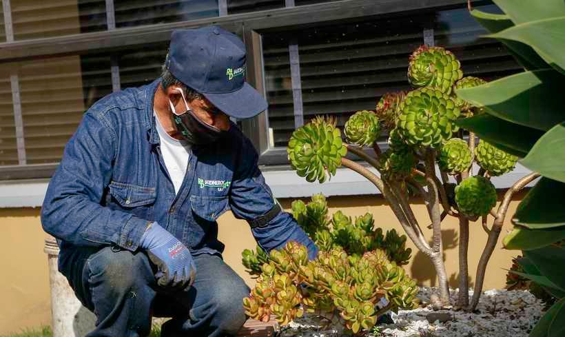 Plantas ornamentales y suculentas en el vivero de RYD Jardineros