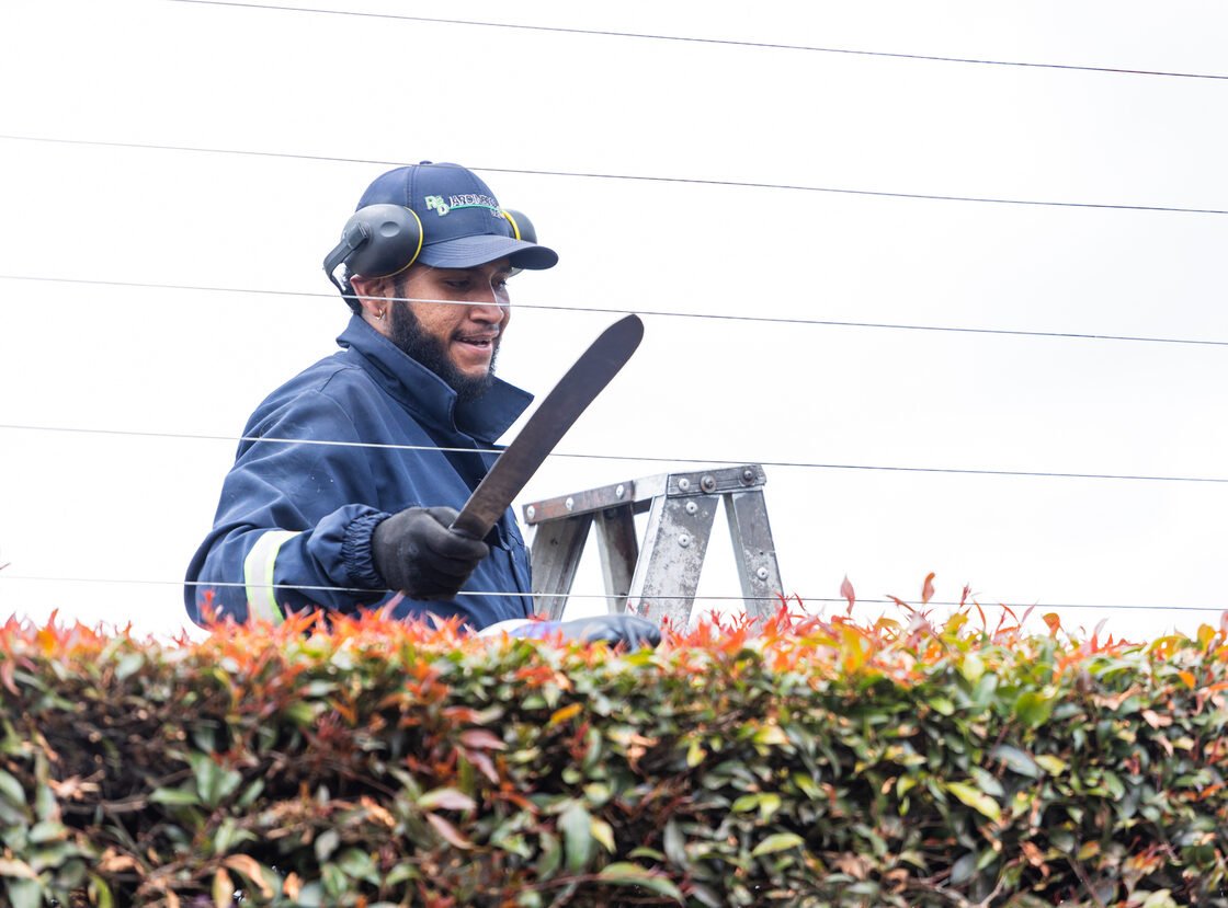 Jardinero de RYD sobre una escalera, podando un seto de photinia con protección auditiva