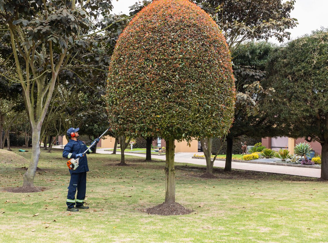 Plano general de la poda de un topiario grande: el operario con pértiga queda pequeño junto al árbol