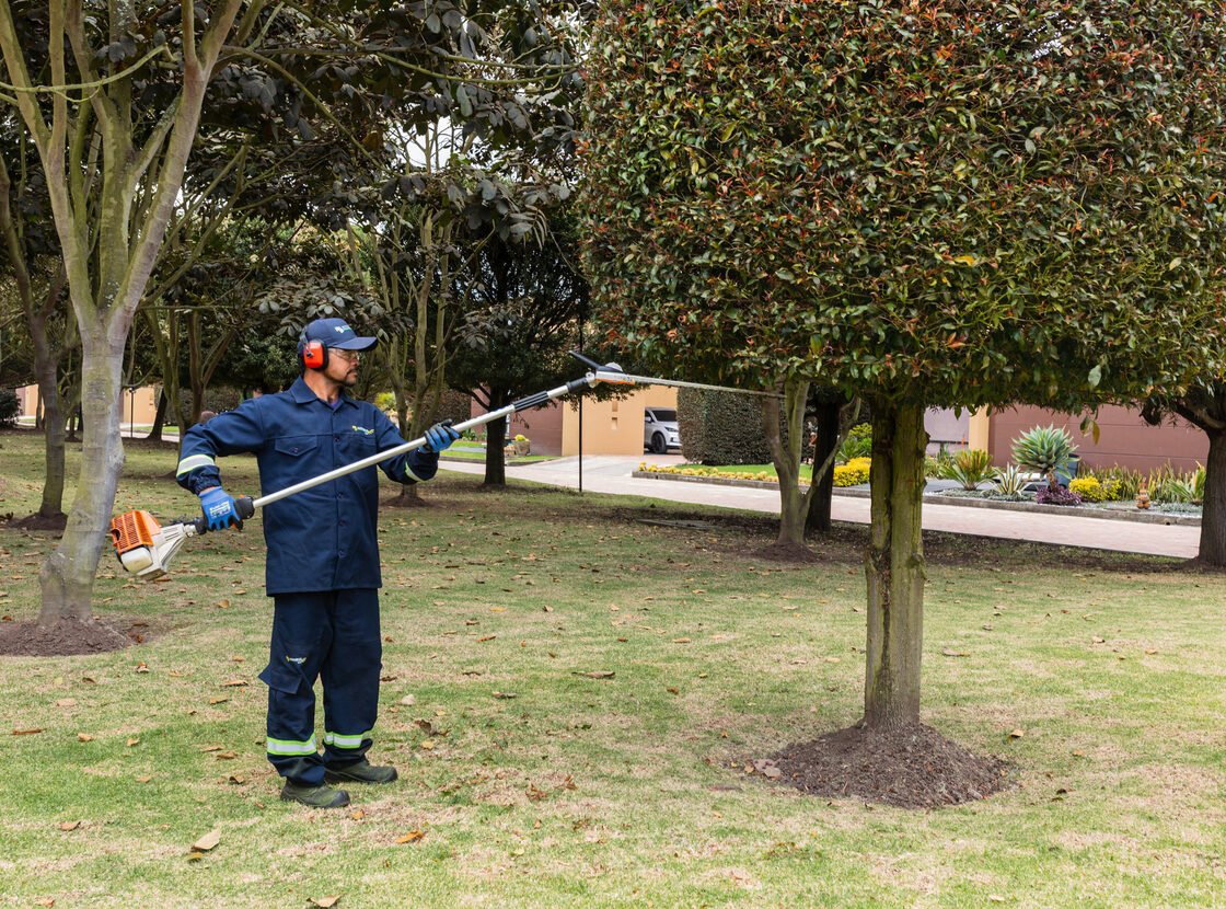 Jardinero de RYD midiendo el corte antes de podar, con la pértiga apoyada en el árbol