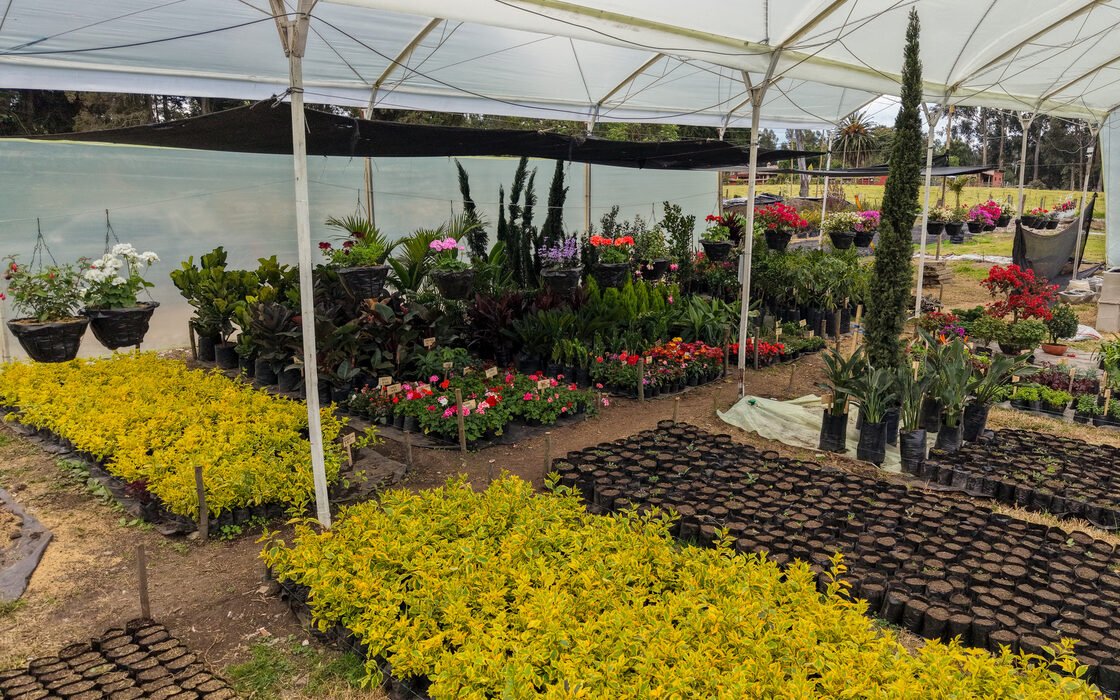 Interior del vivero RYD bajo cubierta, con hileras de plantas ornamentales de colores
