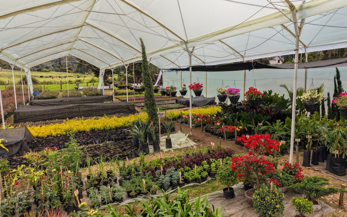 Interior del vivero RYD bajo invernadero, con buganvilias rojas, geranios y plantas de colores
