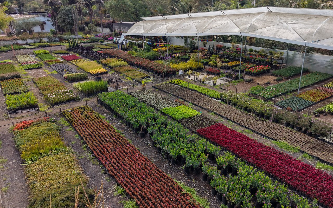 Vista aérea del vivero RYD en Chía: hileras de plantas rojas, verdes y amarillas bajo invernadero