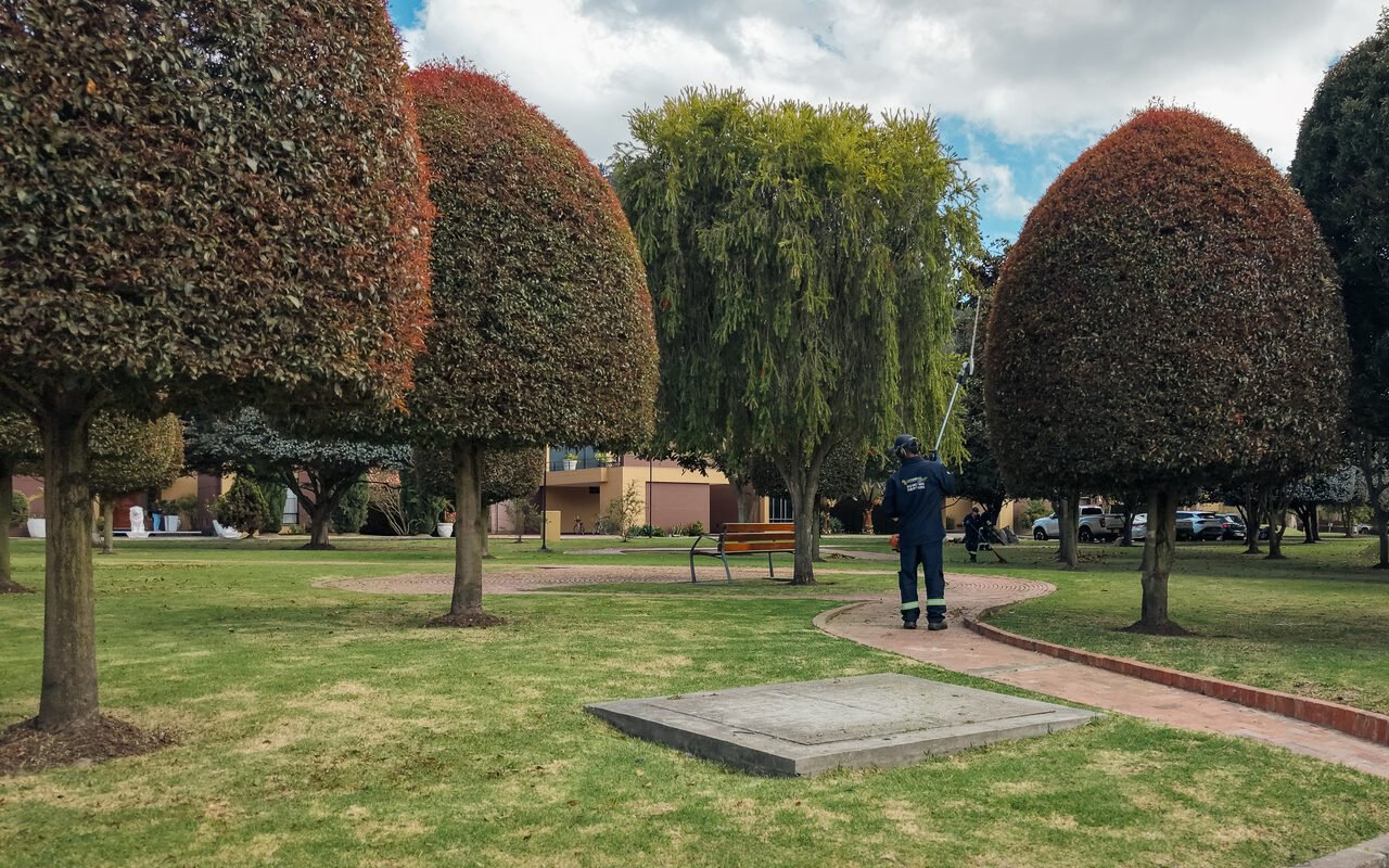 Topiarios de photinia y un sauce en una zona común, con un jardinero de RYD podando en altura