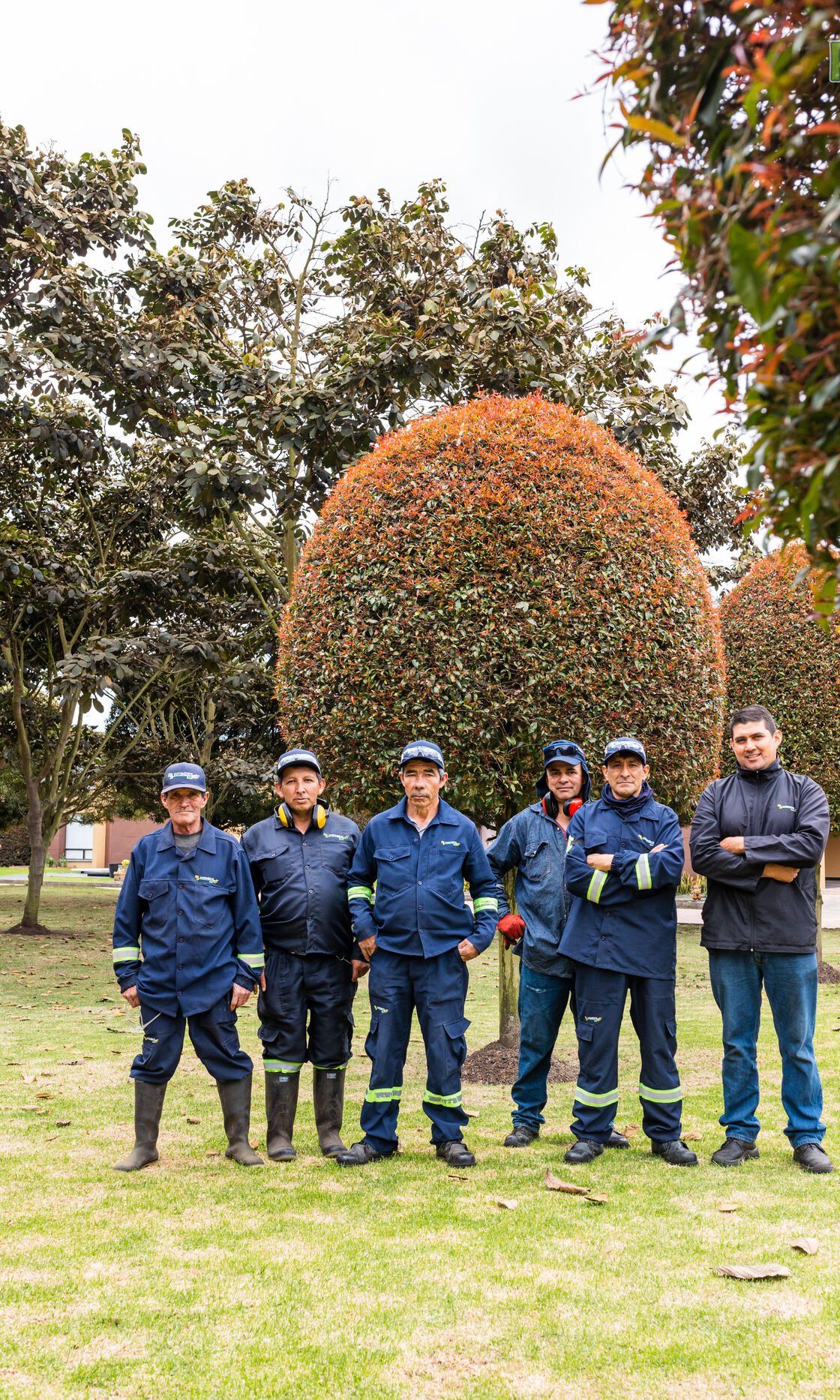 Equipo de jardineros de RYD junto a un topiario grande de photinia