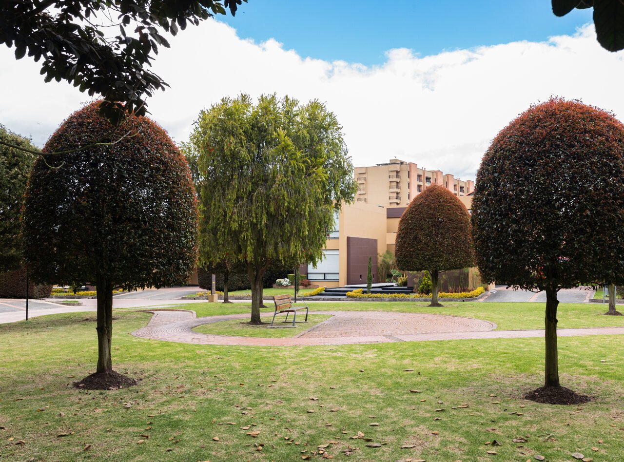 Fila de topiarios de photinia junto a un sendero curvo en ladrillo dentro de un conjunto