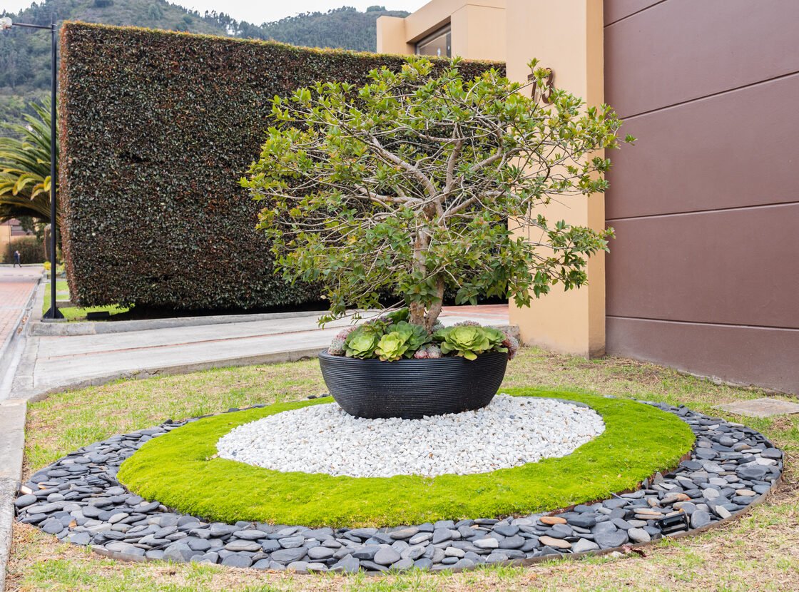 Diseño circular de musgo, grava blanca y piedra negra alrededor de un árbol en matera