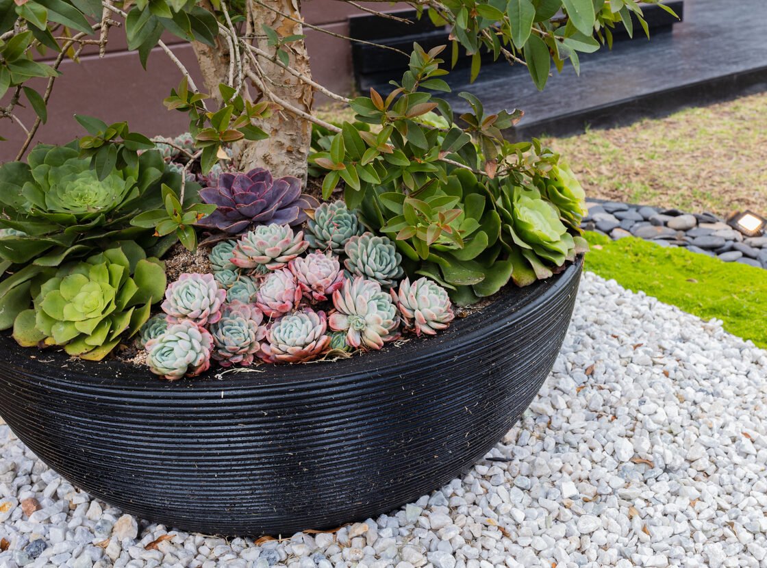 Cuenco negro sembrado con echeverias y suculentas de colores sobre un lecho de grava blanca