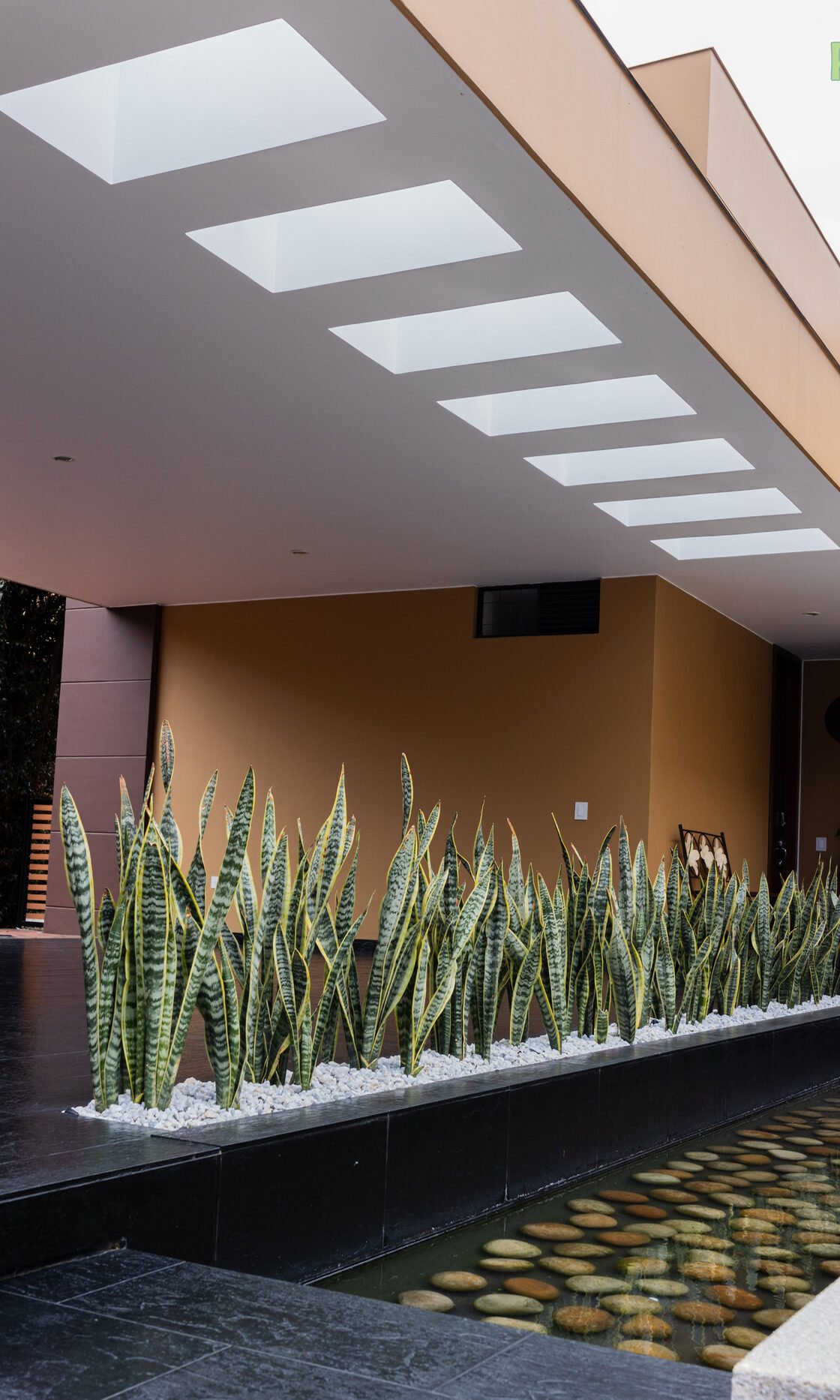 Sansevierias alineadas sobre grava blanca en el acceso de un edificio corporativo