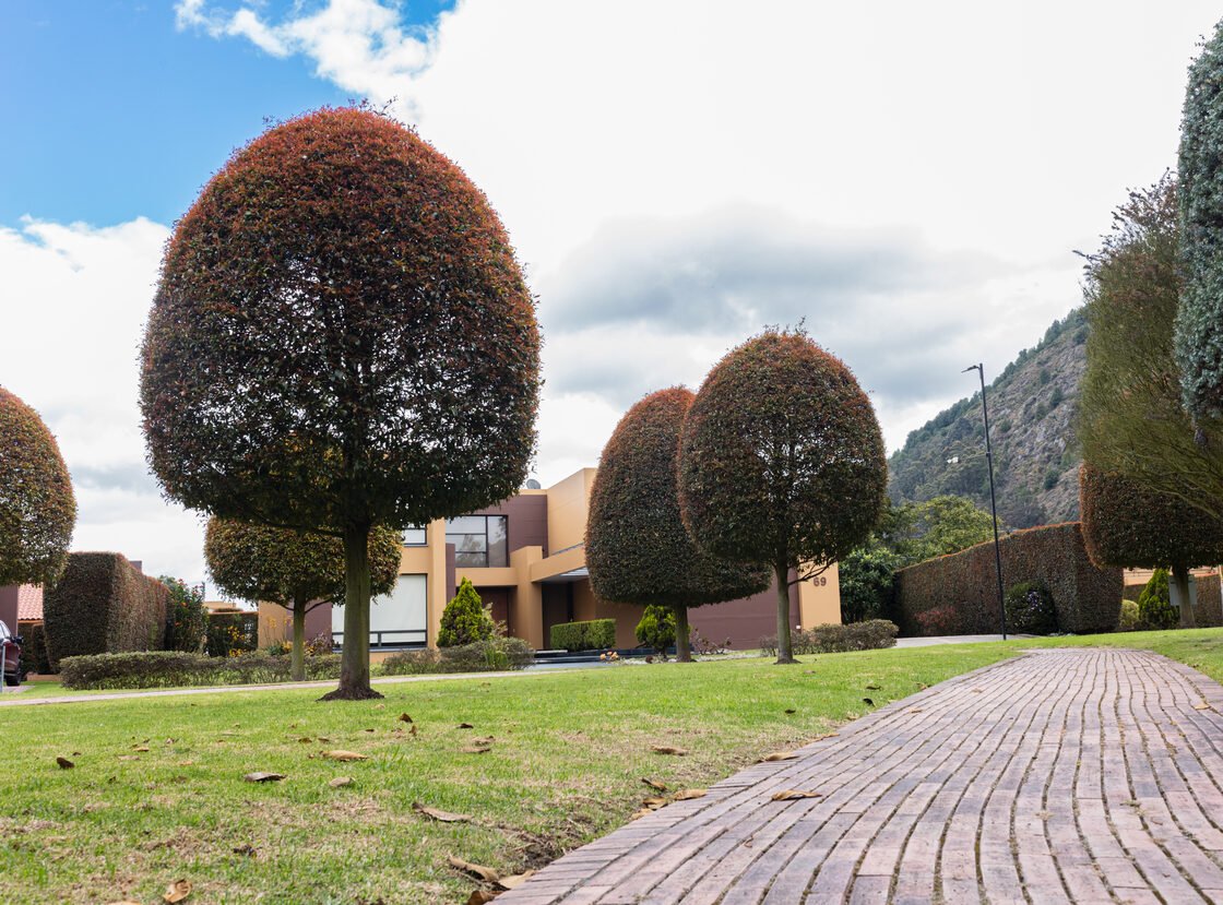 Topiario de photinia junto a un sendero en ladrillo, con los cerros al fondo