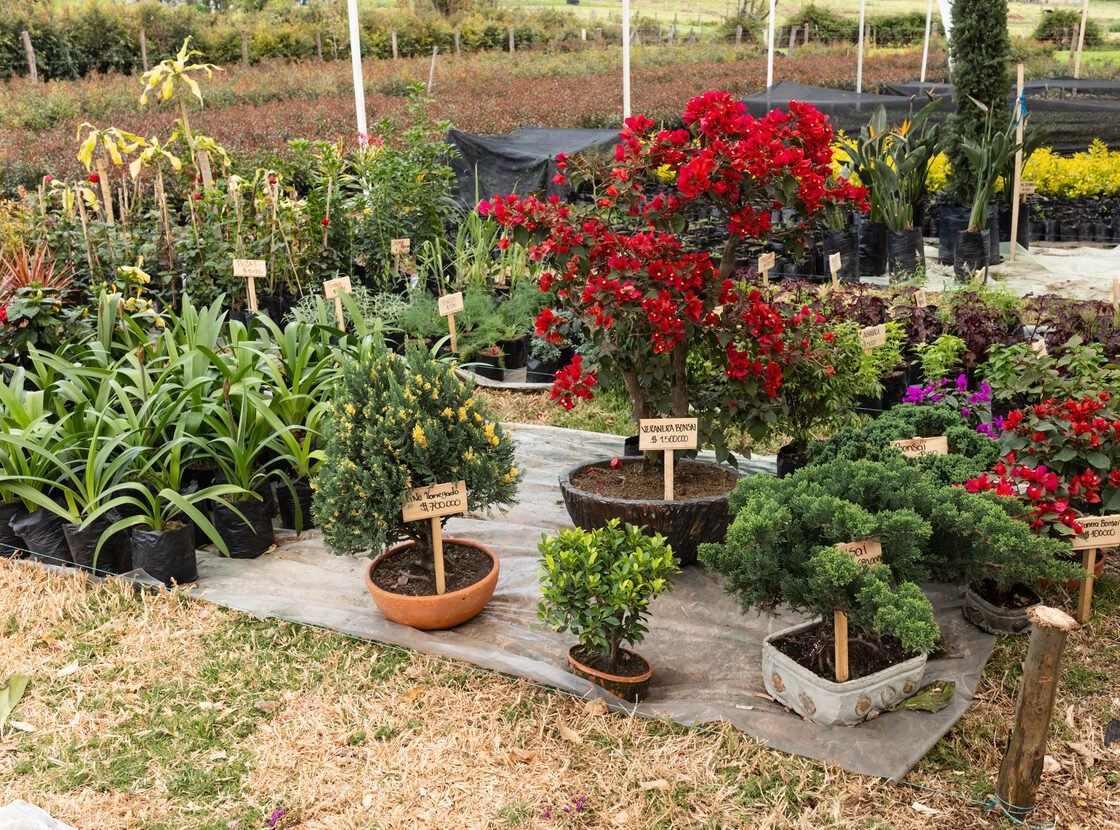 Exhibición del vivero RYD con buganvilias rojas, bonsáis y plantas en matera
