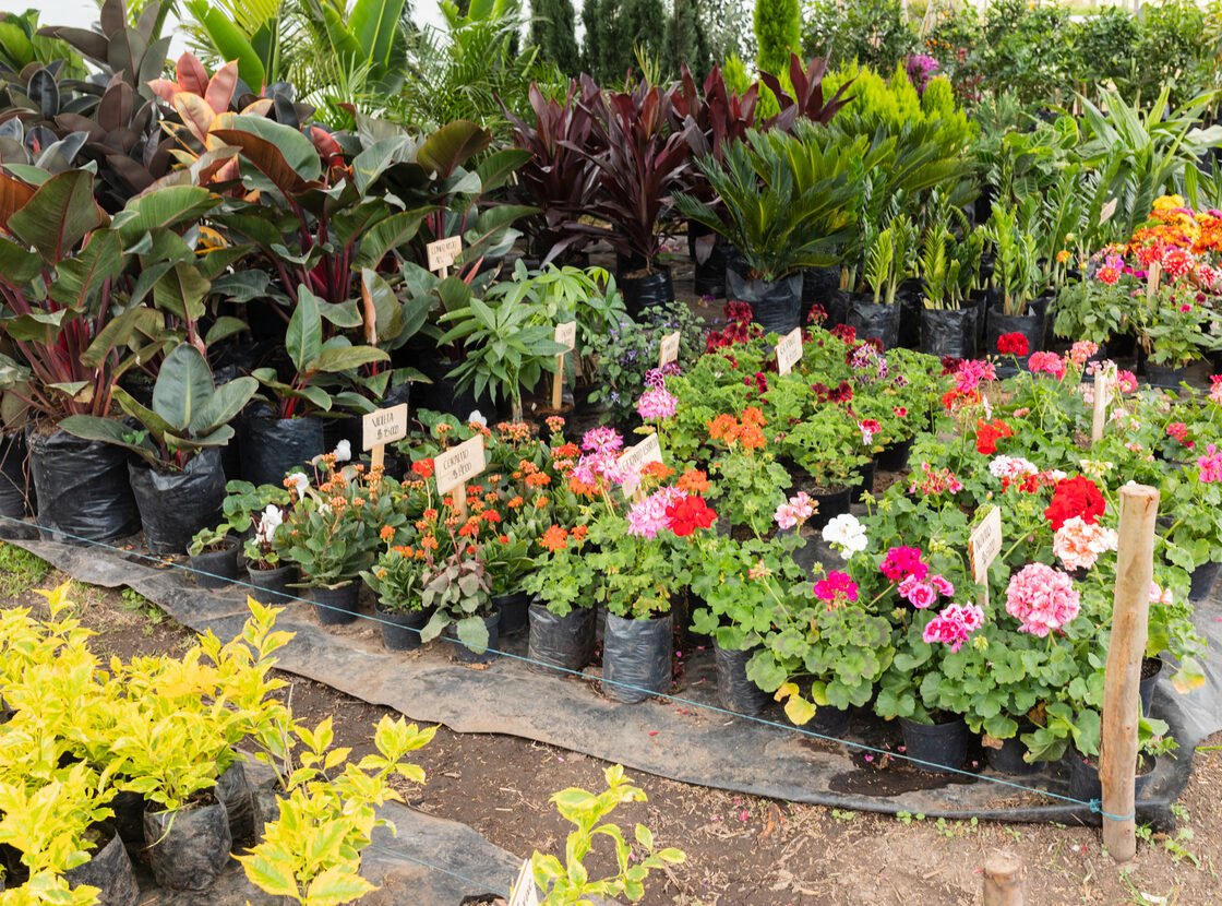 Mesa del vivero RYD con geranios, bromelias y plantas de interior en matera