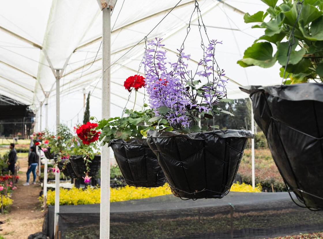 Materas colgantes con flores bajo el invernadero del vivero RYD