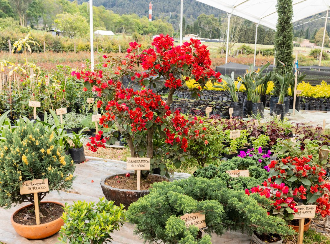 Zona de exhibición del vivero RYD con buganvilias rojas, coníferas y plantas en matera
