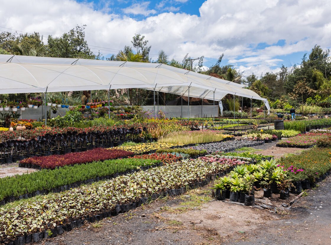 Vista general del vivero RYD: invernadero, camas de cultivo y los cerros al fondo