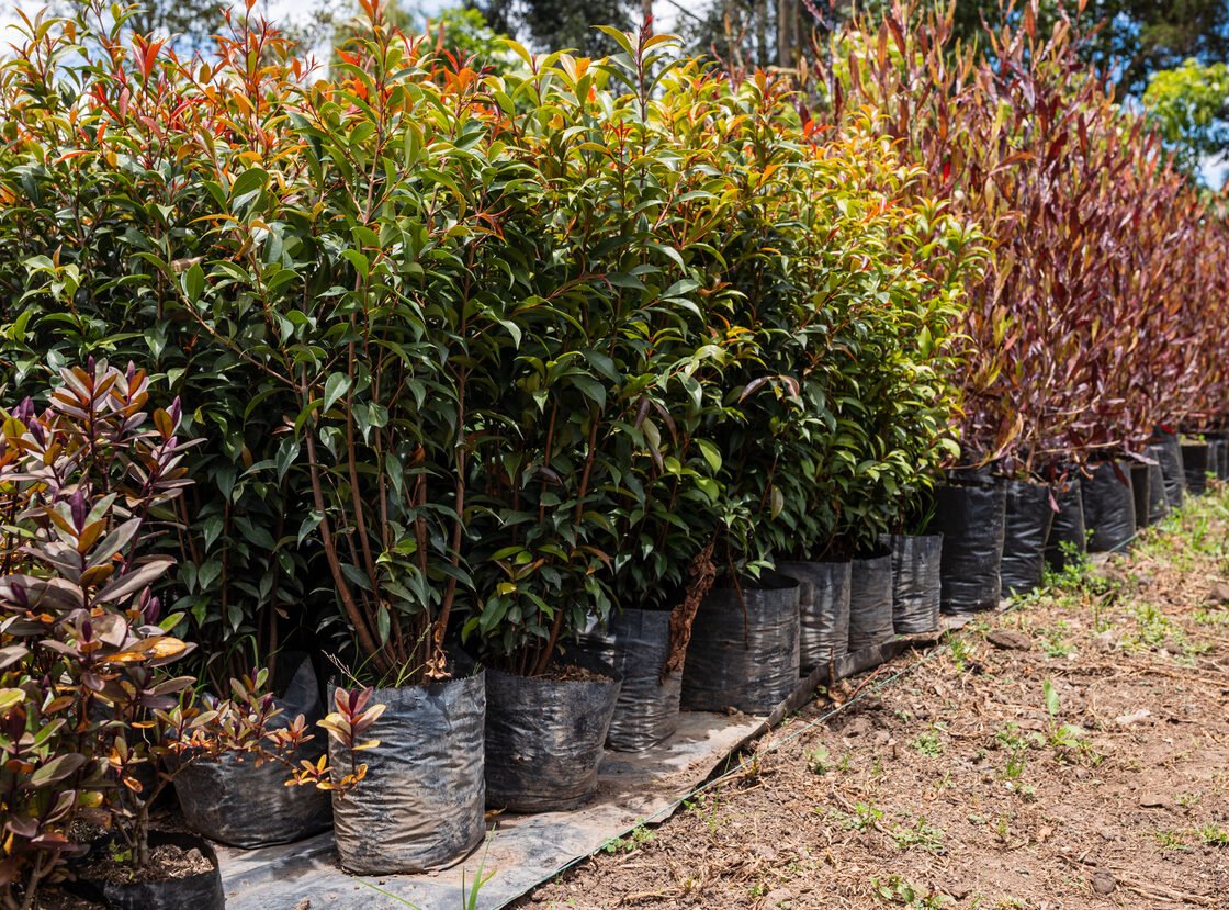 Hileras de plantas en bolsa listas para despacho en el vivero RYD