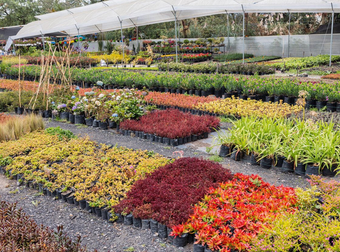 Camas de cultivo del vivero RYD con plantas ornamentales rojas, verdes y amarillas