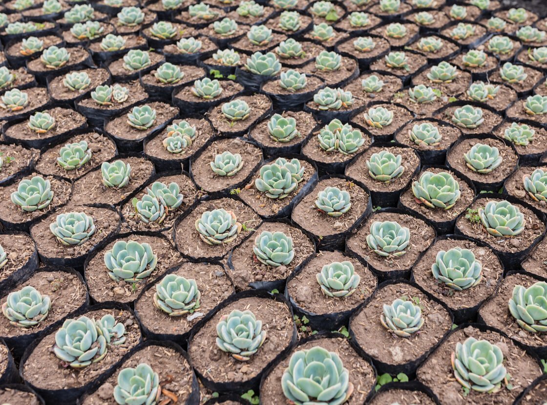 Bandeja de propagación con esquejes de echeveria enraizando en sustrato