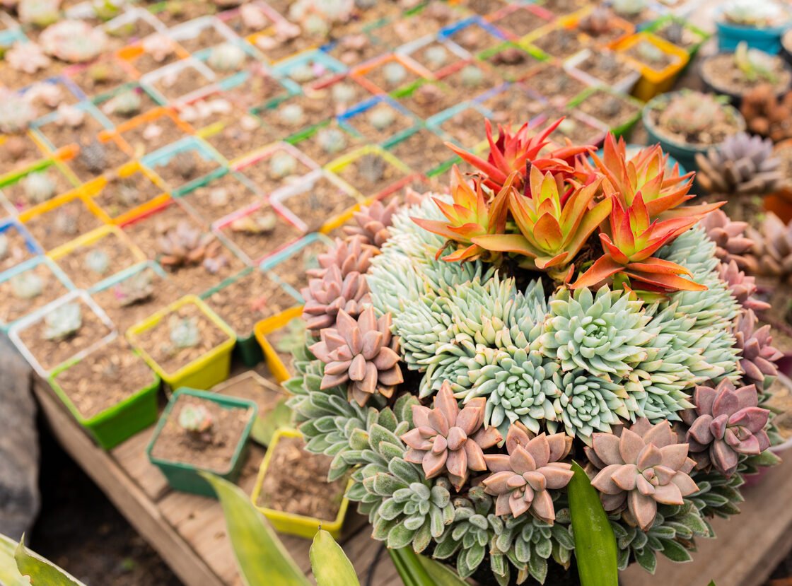 Composición de suculentas y echeverias en tonos coral y verde agua sobre bandejas