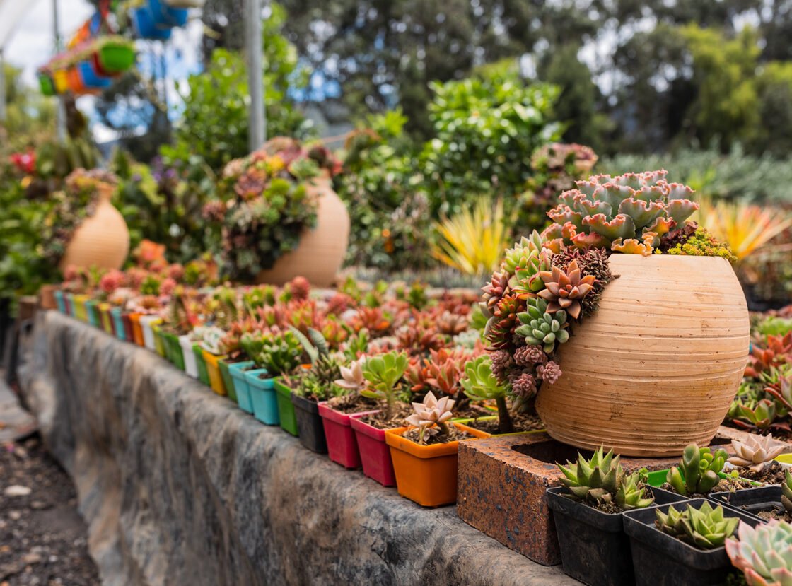 Materas de terracota rodeadas de suculentas de colores sobre un muro de piedra